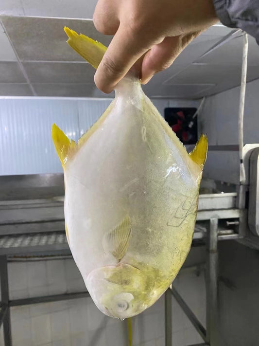 Frozen Golden Pomfret/Pompano