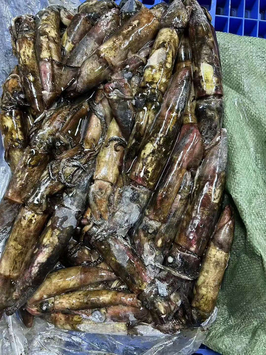 Frozen Indian Squid 100/300