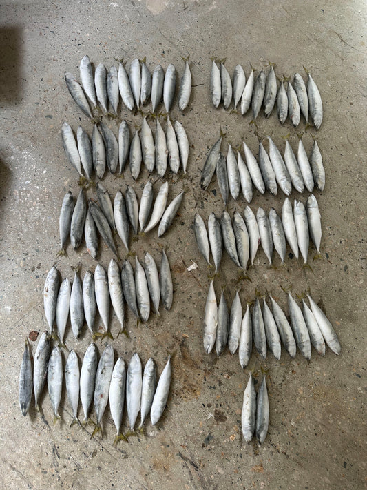 Frozen Pacific Mackerel 80/100