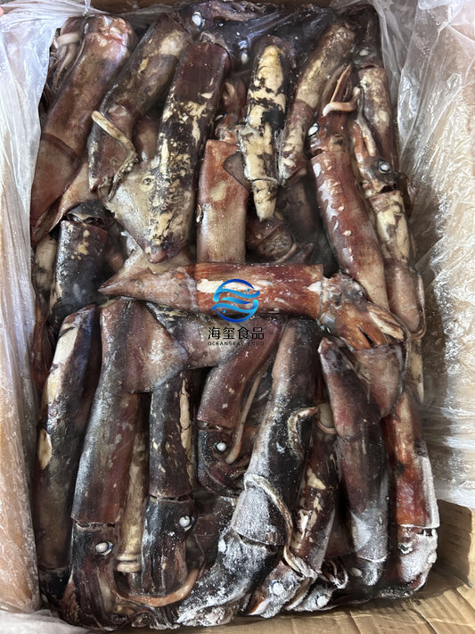 Sea Frozen Indian Squid 100/300