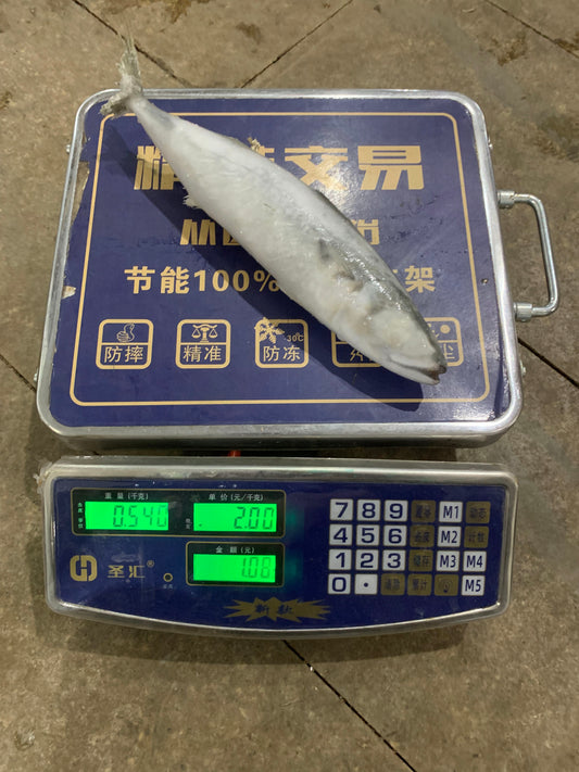 Frozen Pacific Mackerel 400/600g