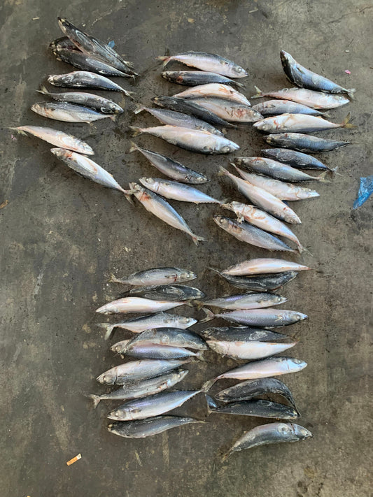 Sea Frozen Pacific Mackerel 40/50