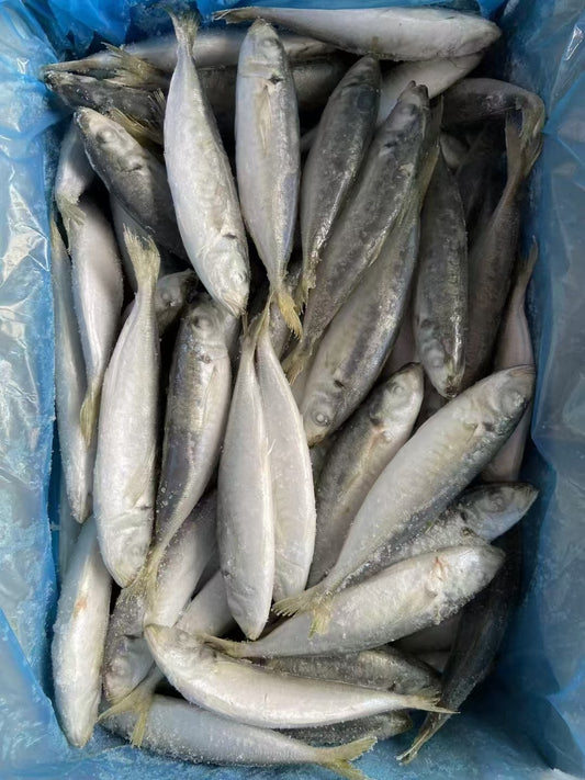 Frozen Round Scad 100/120