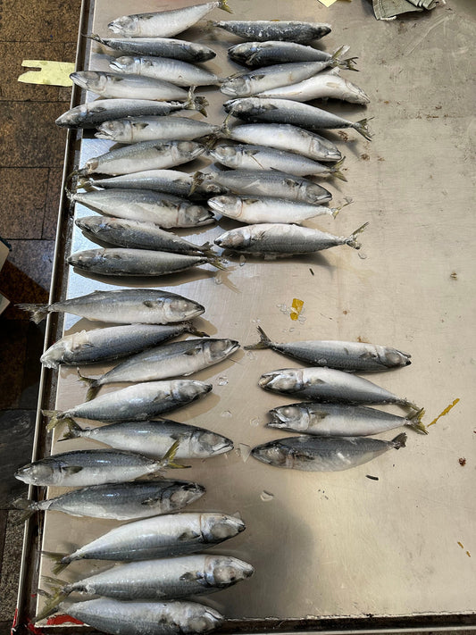 Frozen Pacific Mackerel 30/35