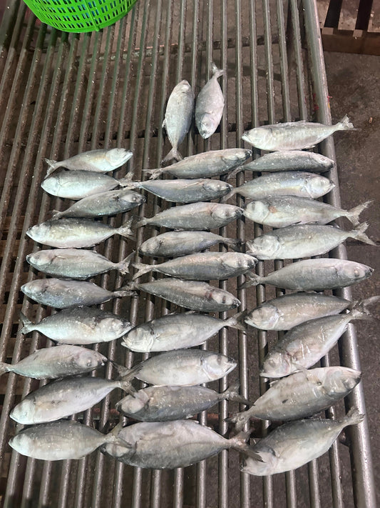 Frozen Big Eye Scad 20/40