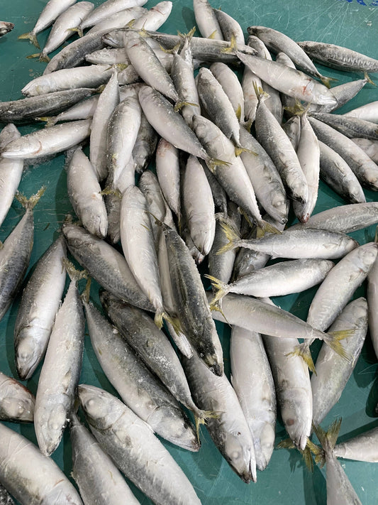 Frozen Pacific Mackerel 80/100