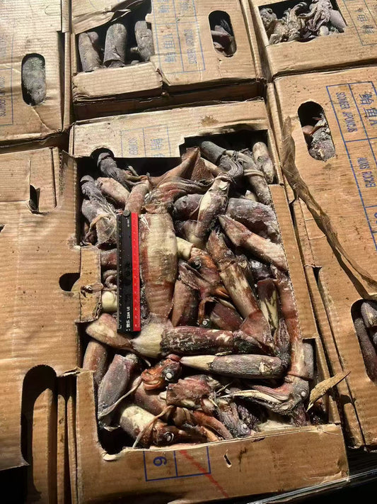 Frozen Indian Squid 50/180g