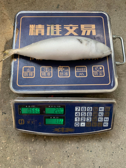 Frozen Pacific Mackerel 500/700g