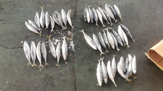 Frozen Pacific Mackerel 40/50