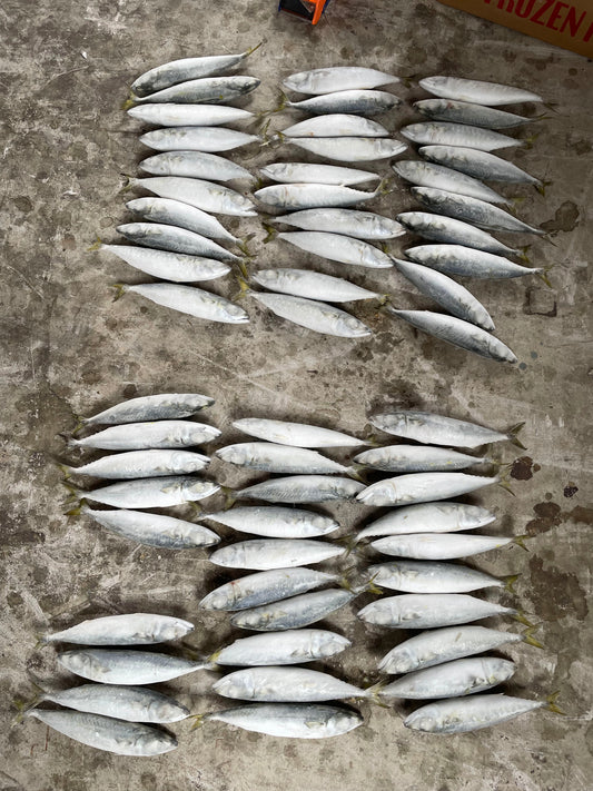 Frozen Pacific Mackerel 50/60