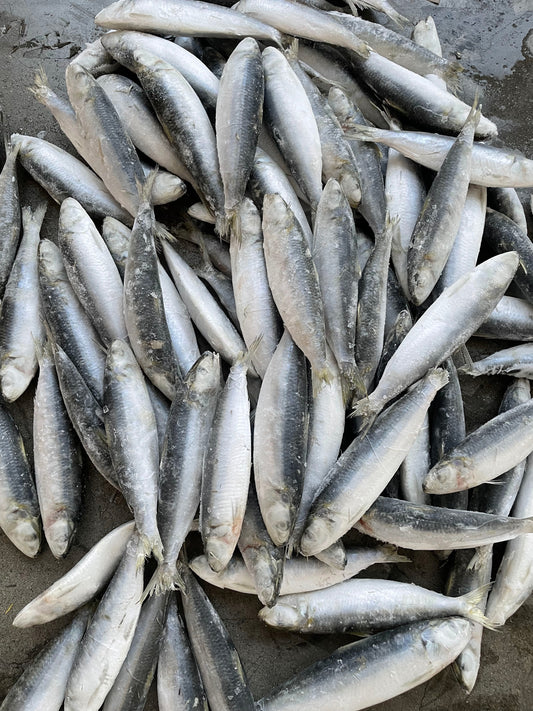 Frozen Sardine 80/100