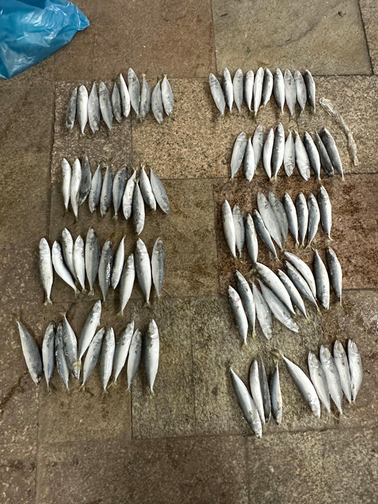Frozen Pacific Mackerel 80/100