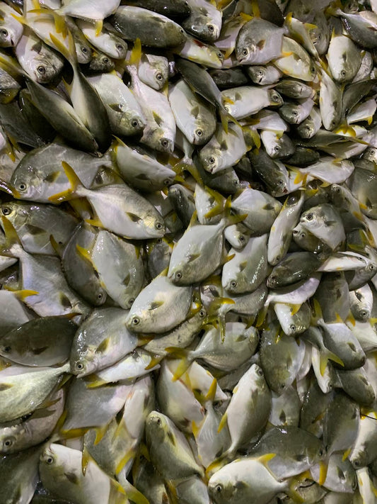 FROZEN GOLDEN POMPANO