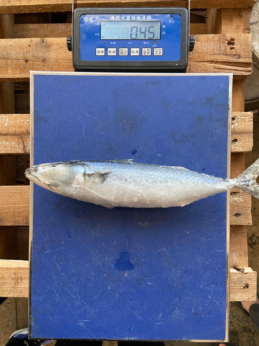 Frozen Pacific Mackerel 23/26