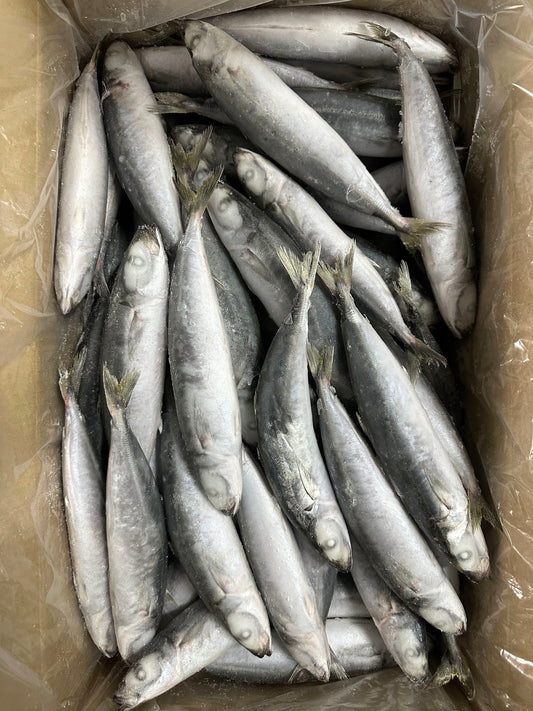 Frozen Layang Scad 60/80