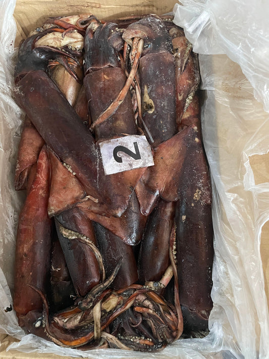 Frozen Indian Squid 300/500g