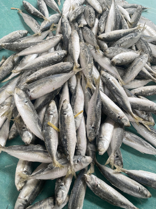 Frozen Round Scad 140/160