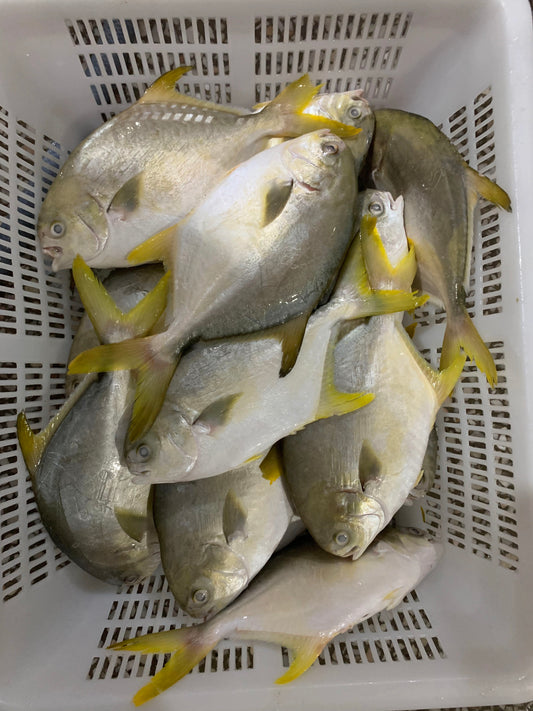 Frozen Golden Pompano 400/500g