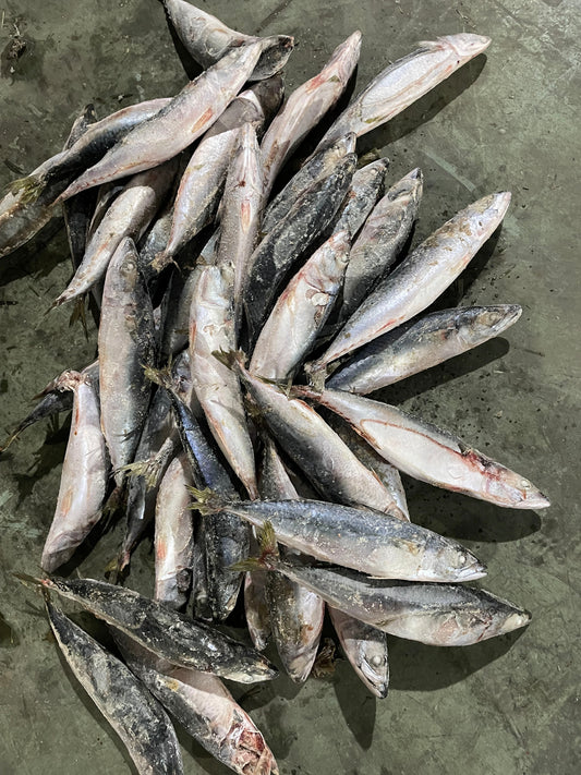 Frozen Pacific Mackerel 200/300g