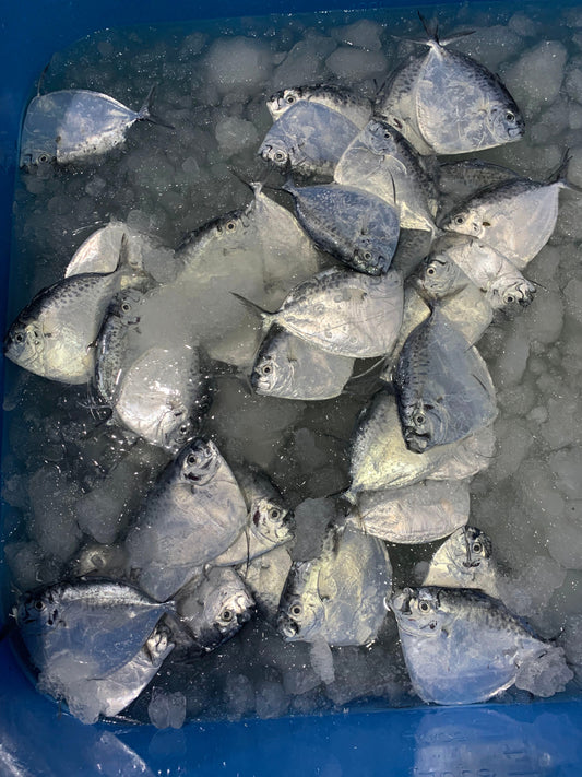 Frozen Moonfish 40/50