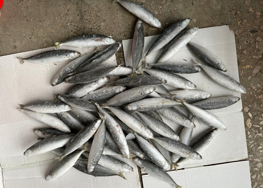 Frozen Layang Scad 40/60