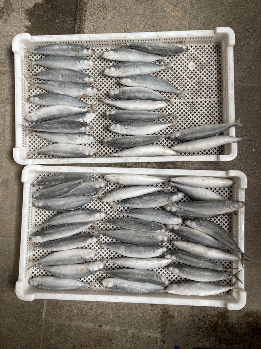 Frozen Pacific Mackerel 50/60