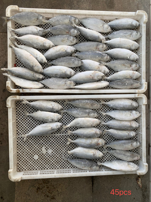 Frozen Big Eye Scad 40/60