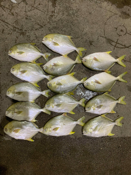 Frozen Golden Pompano/pomfret 400/500g