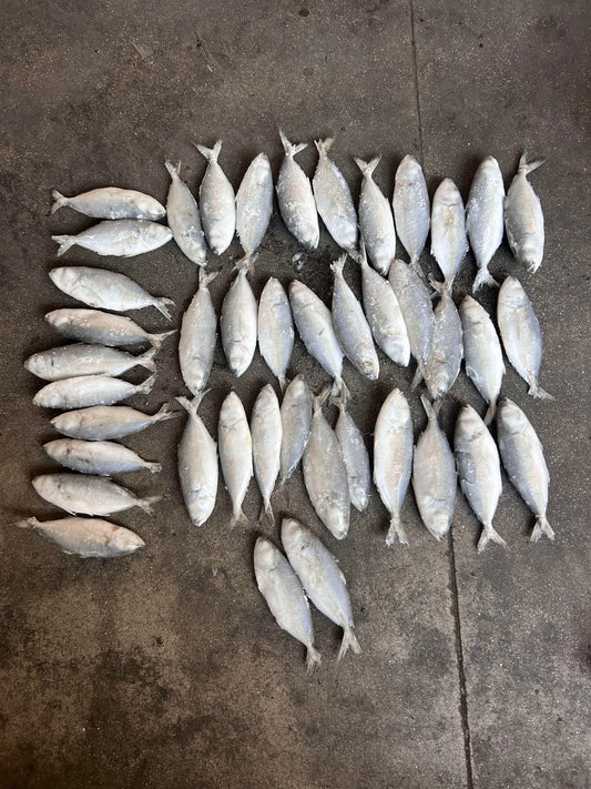 Frozen Big Eye Scad 40/60