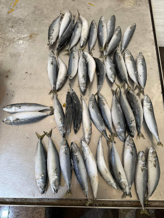 Frozen Pacific Mackerel 40/45