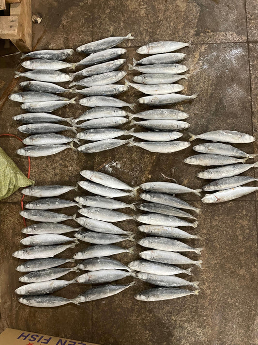 Frozen Layang Scad 60/80
