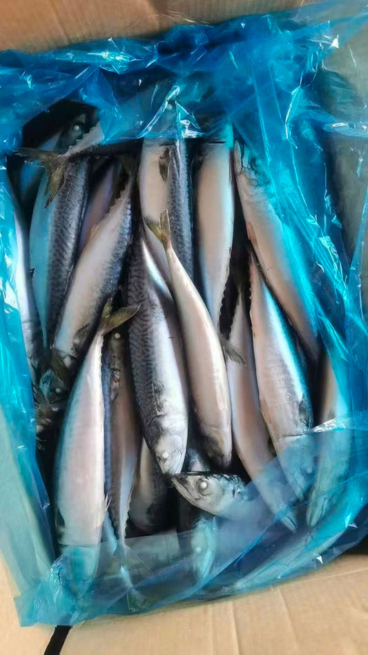 Sea Frozen Pacific Mackerel 40/45