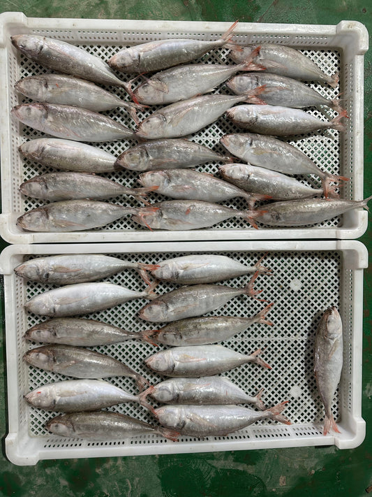 Frozen Red Tail Scad 30/35