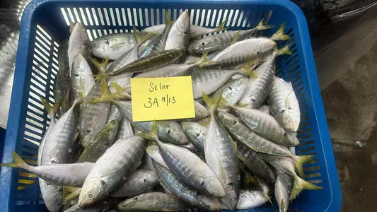 Frozen Yellowtail Scad 11/13