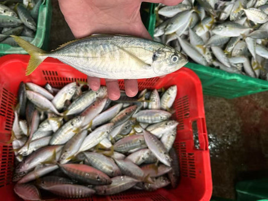 Frozen Yellowtail Scad 14/15