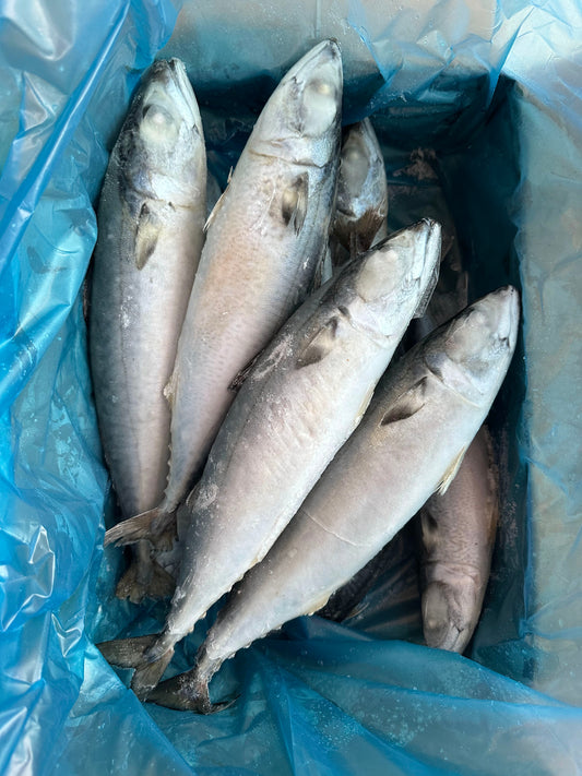 Frozen Pacific Mackerel 10/15 IQF