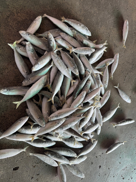 Frozen Round Scad 120/140