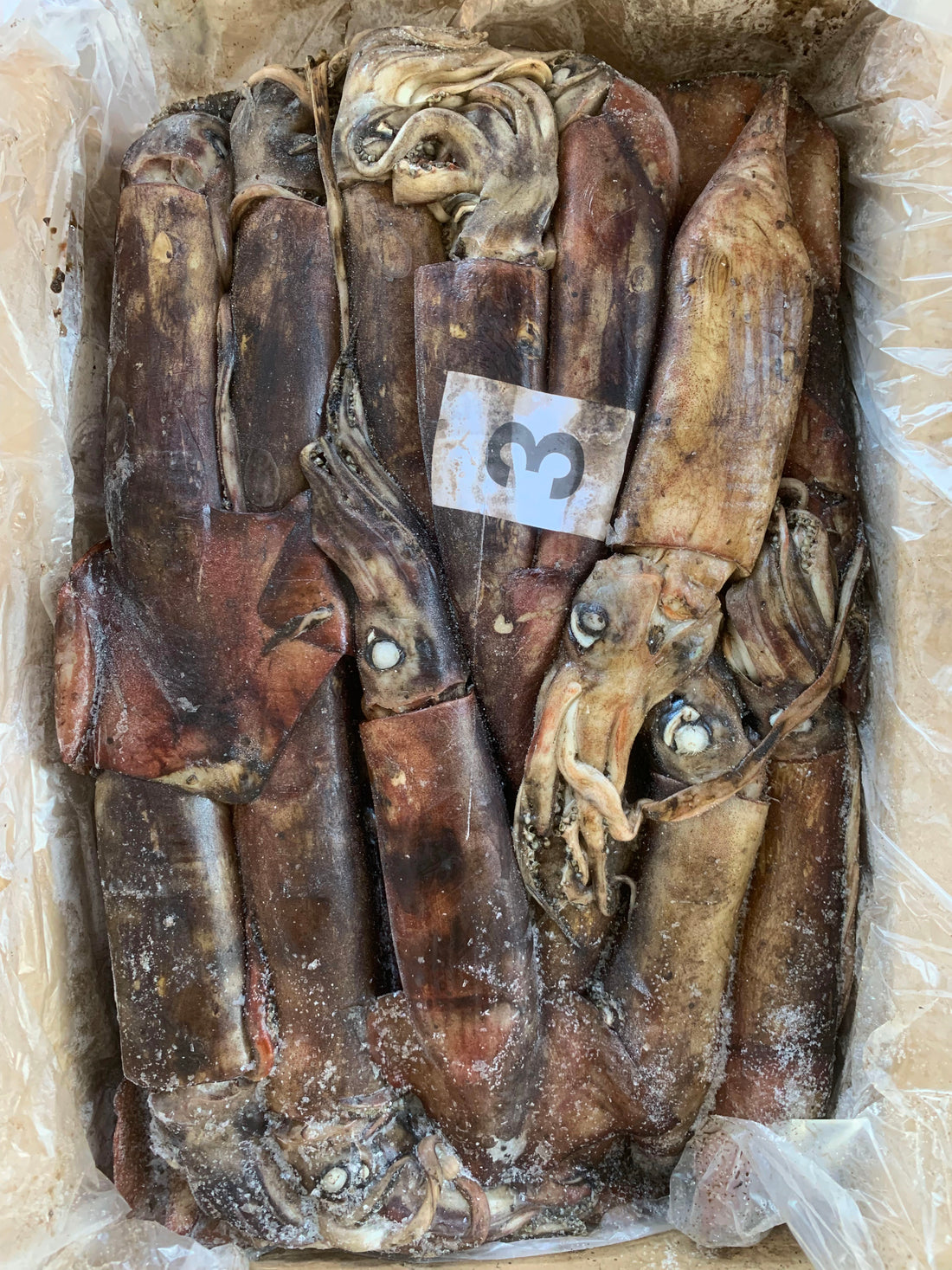 Frozen Indian Squid 300/500g