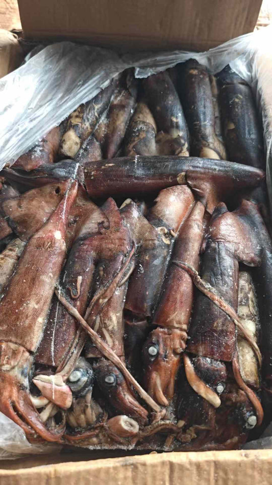 Frozen Indian Squid 100/300g