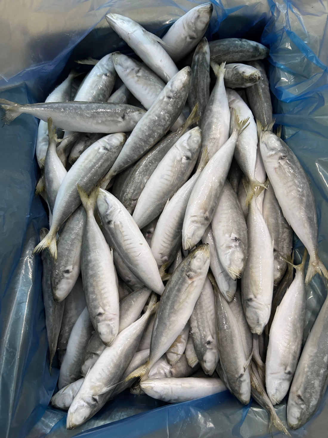 Frozen Round Scad 120/140
