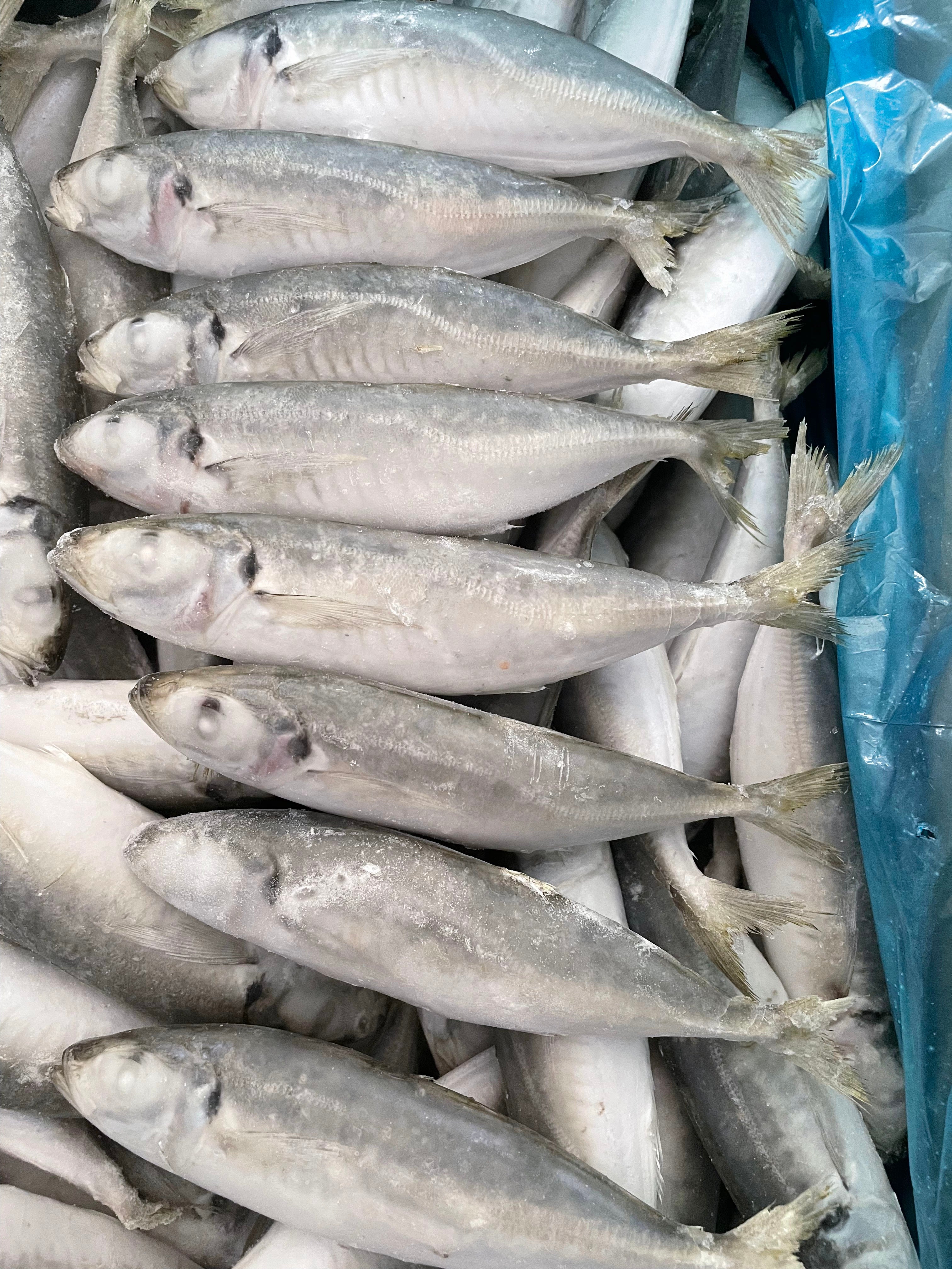 Frozen Round Scad 140/160 – OCEANSEAL FOOD