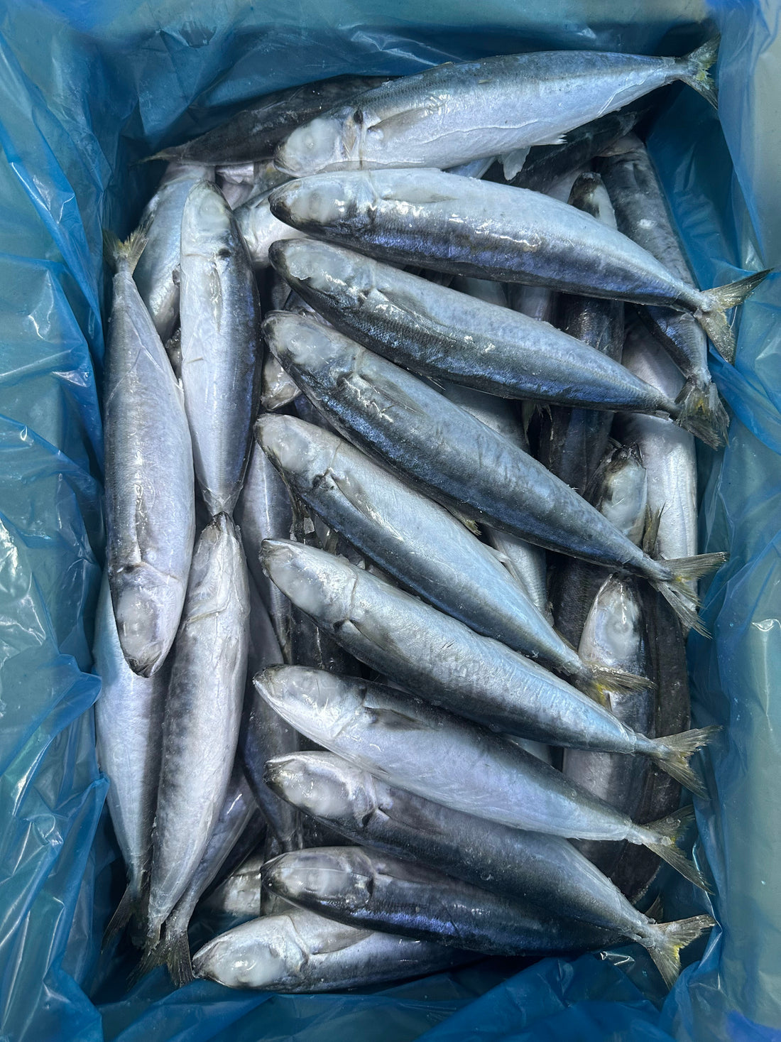 Frozen Layang Scad 70/80