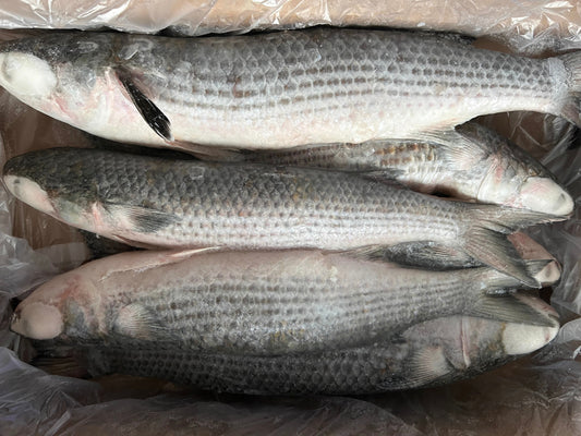 GREY MULLET