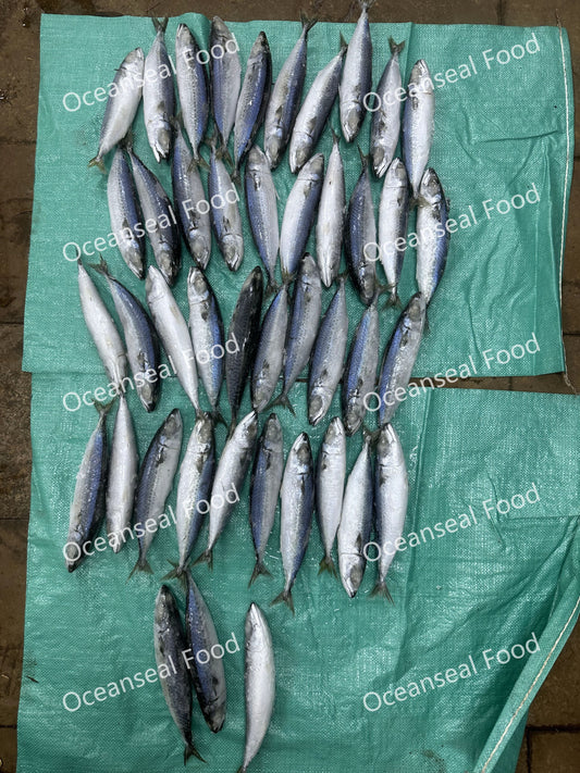 Frozen Pacific Mackerel 40/50