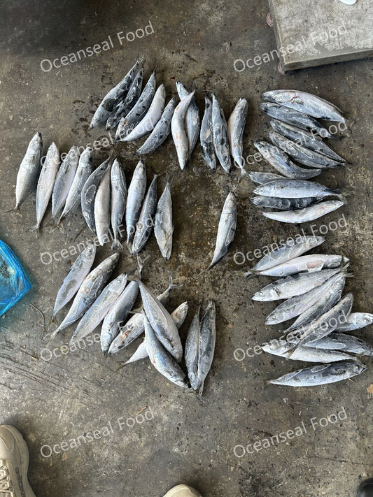 Sea Frozen Pacific Mackerel 50/60