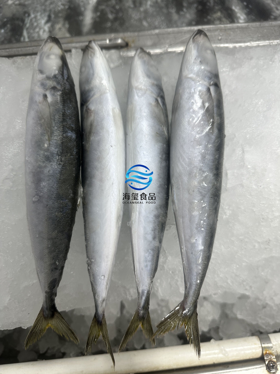 Frozen Layang Scad 60/80