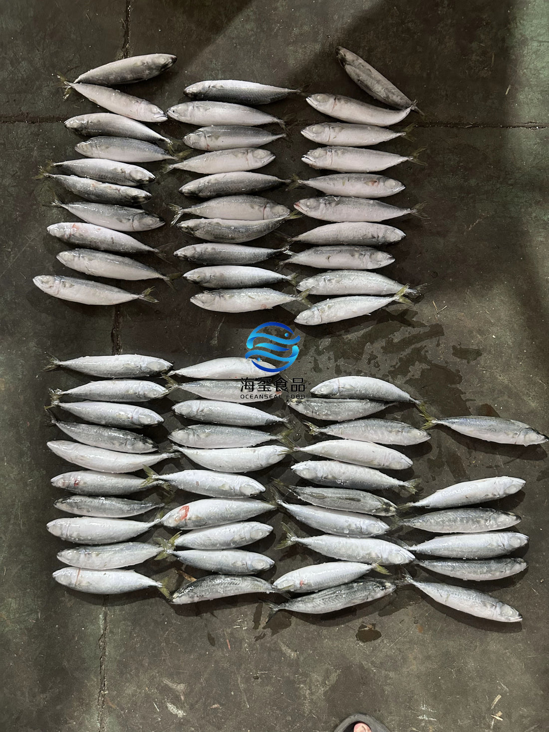 Frozen Pacific Mackerel 60/80