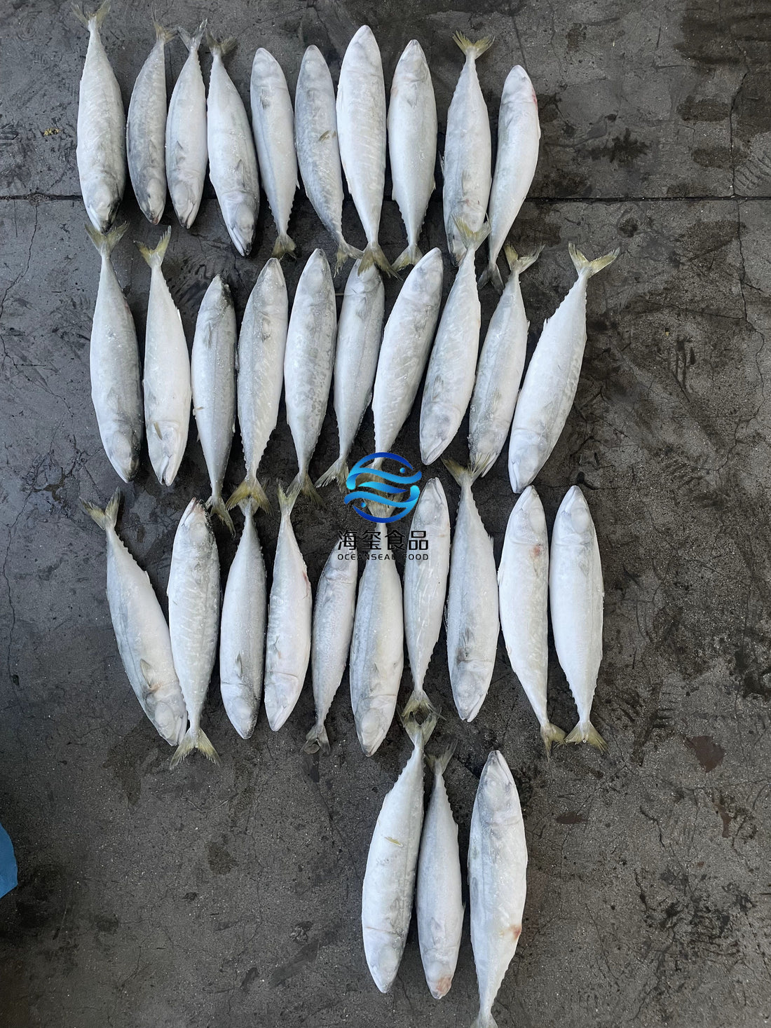 Frozen Pacific Mackerel 30/40