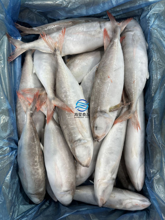 Frozen Redtail Round Scad 20/30