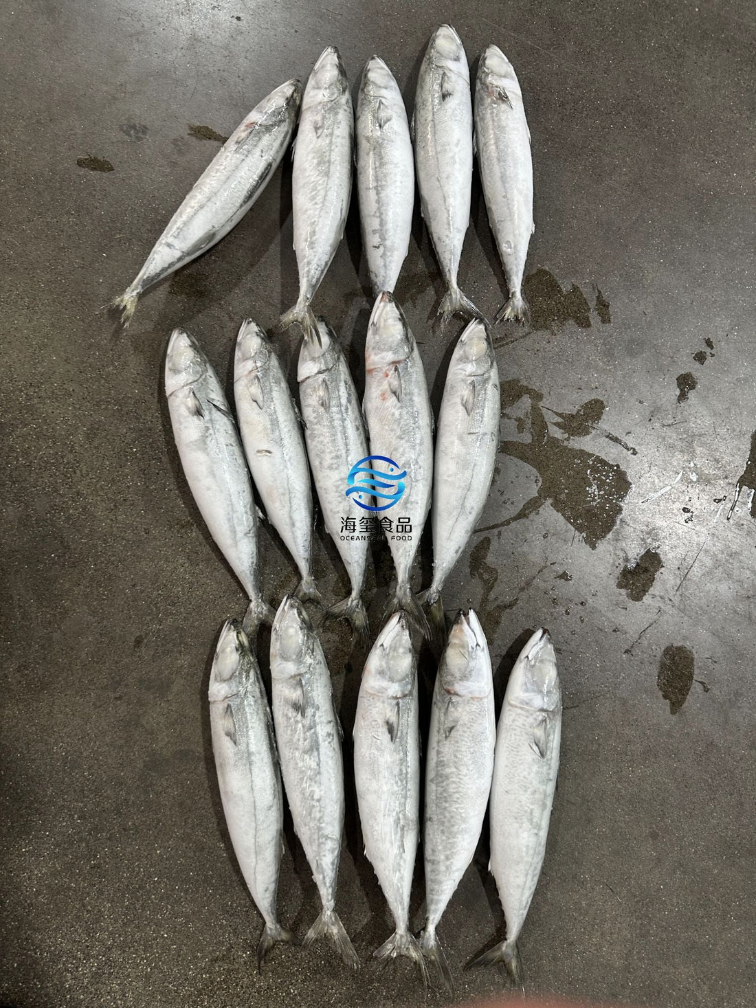 Frozen Pacific Mackerel 500/700g